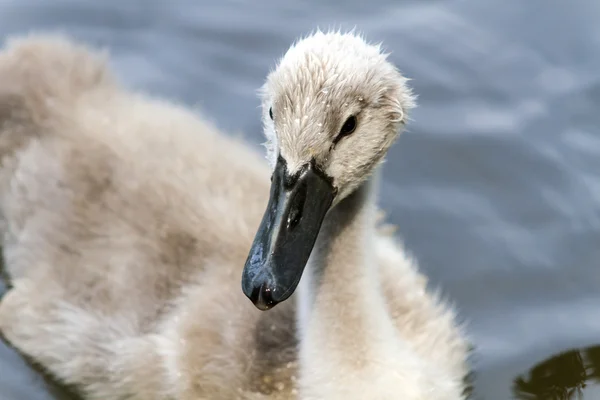 Little swan in the wildlife very curious — Stock Photo, Image