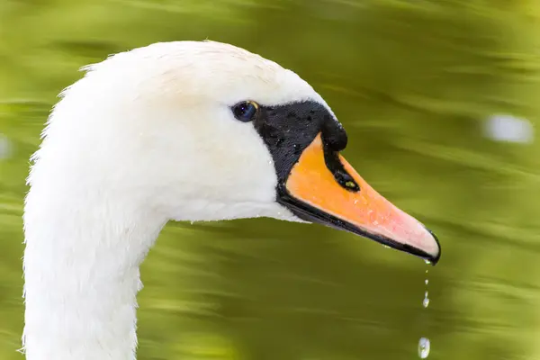 White swan macro with waterdrops in the feathers — Stock Photo, Image