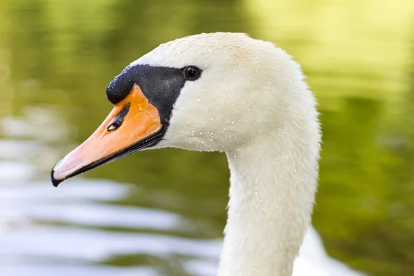 White swan macro with waterdrops in the feathers — Stock Photo, Image