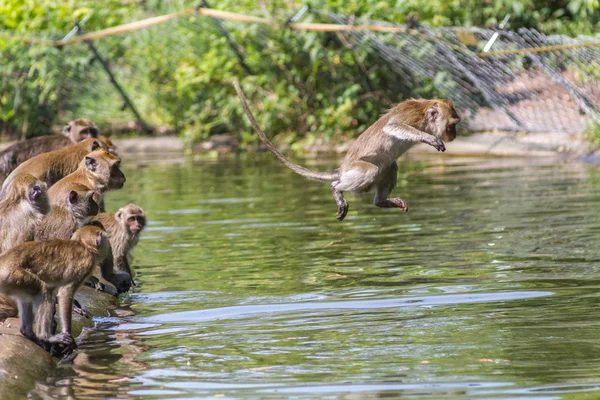 Jumping monkey directly above the water — Stock Photo, Image