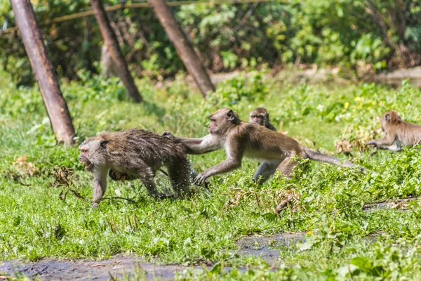 Monkey mother and its baby escaping — Stock Photo, Image