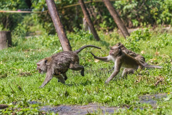 Monkey mother and its baby escaping — Stock Photo, Image