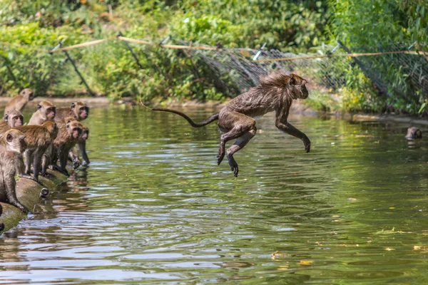 Jumping monkey directly above the water — Stock Photo, Image