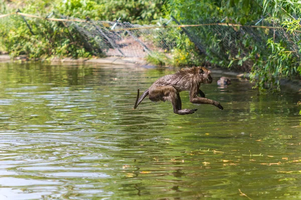 Jumping monkey directly above the water — Stock Photo, Image