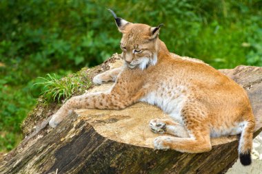 Yetişkin lynx ahşap kütük dinlenme