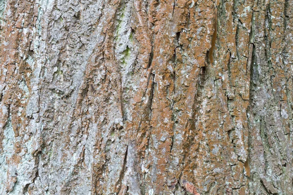 Rinde eines alten Baumes als Nahaufnahme — Stockfoto