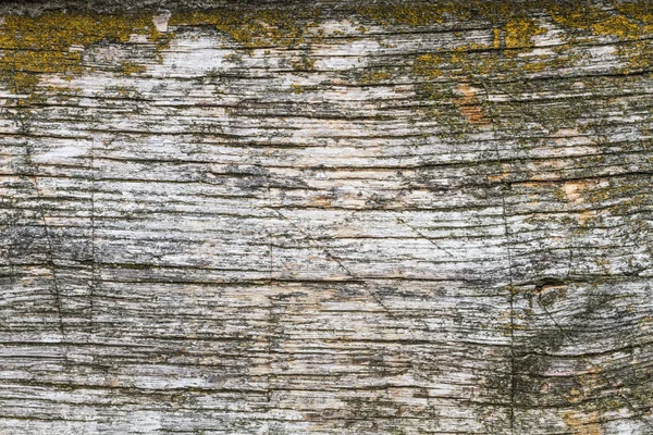 Tablón de madera con musgo —  Fotos de Stock