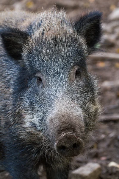 Boar close up — Stock Photo, Image