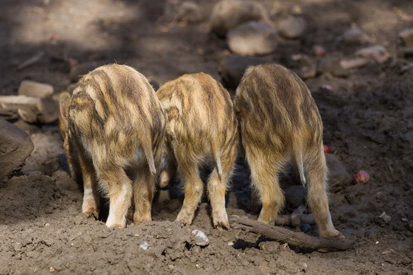 Three young boar pigs from behind — Stock Photo, Image