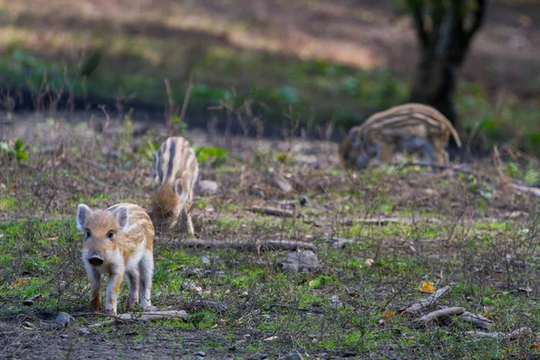 Drie jonge zwijn varkens — Stockfoto