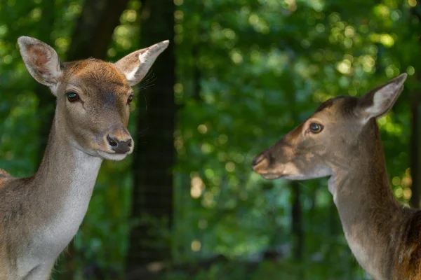 Twee vrouwelijke herten — Stockfoto