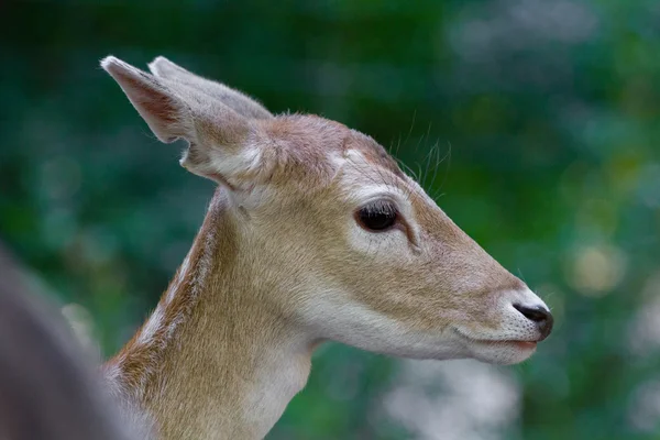 Vrouwelijke herten close-up — Stockfoto