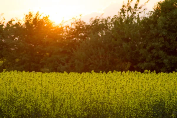 Кукурузное поле на закате с деревьями в теплой атмосфере — стоковое фото