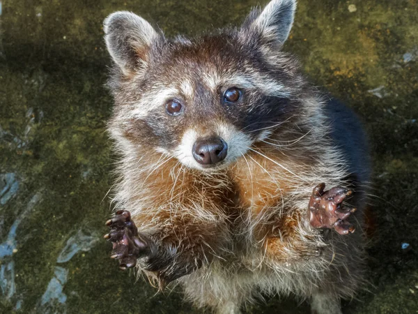 Raccoon begging for more — Stock Photo, Image