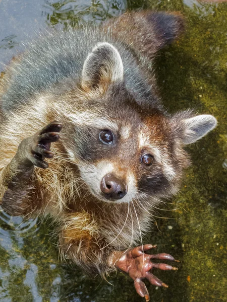 Raccoon begging for more — Stock Photo, Image