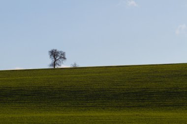 Bir tek ağaç alanıyla çayır