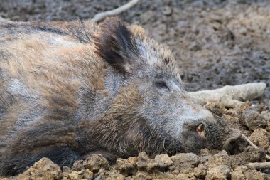 çamur içinde dinlenmek domuzu kapatın