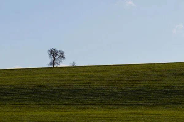Bir tek ağaç alanıyla çayır
