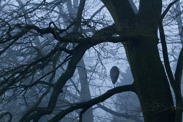 Garza en la atmósfera oscura — Foto de Stock