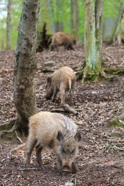 Herd of boars — Stock Photo, Image