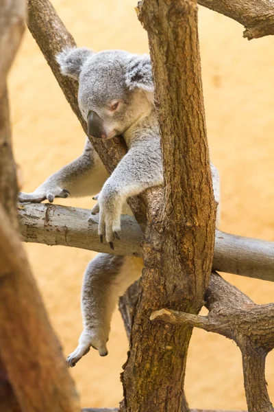 koala ayısı tamamen dışarı yorgun