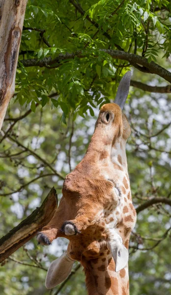 Girafe avec langue aux branches — Photo