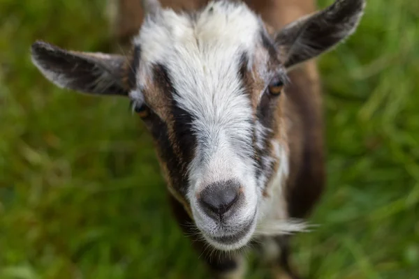 Goat with focal point on the nose — Stock Photo, Image