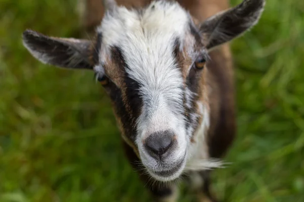 Ziege mit Schwerpunkt auf der Nase — Stockfoto