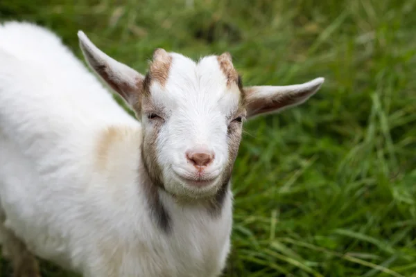 Weiße Ziege blickt in die Kamera — Stockfoto