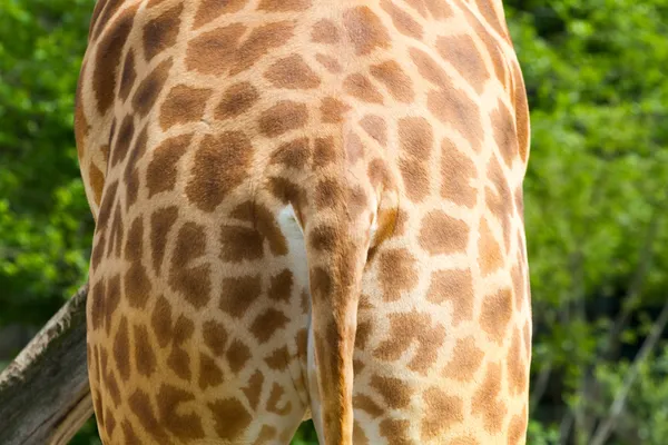 Giraffens tillbaka med svansen Stockbild