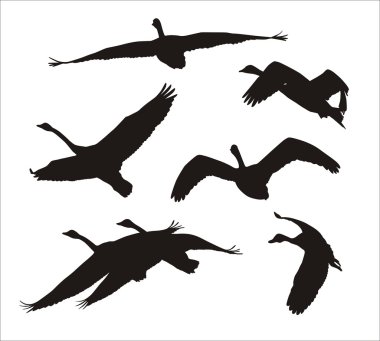 flying swans clipart