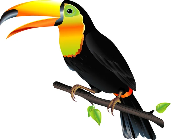 Toucan — Stockový vektor