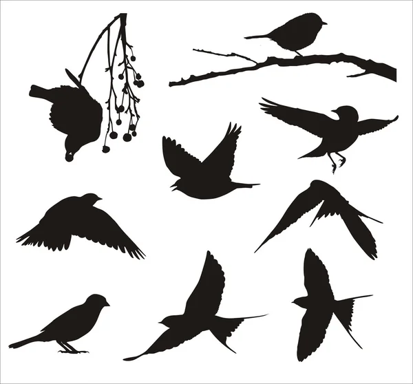 Song birds — Stock Vector