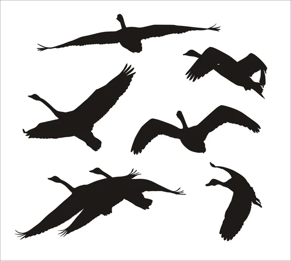 Cisnes voladores — Vector de stock