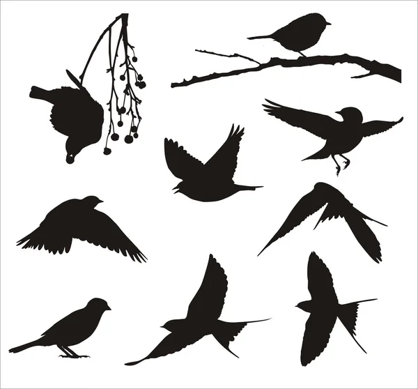 Aves cantoras — Archivo Imágenes Vectoriales