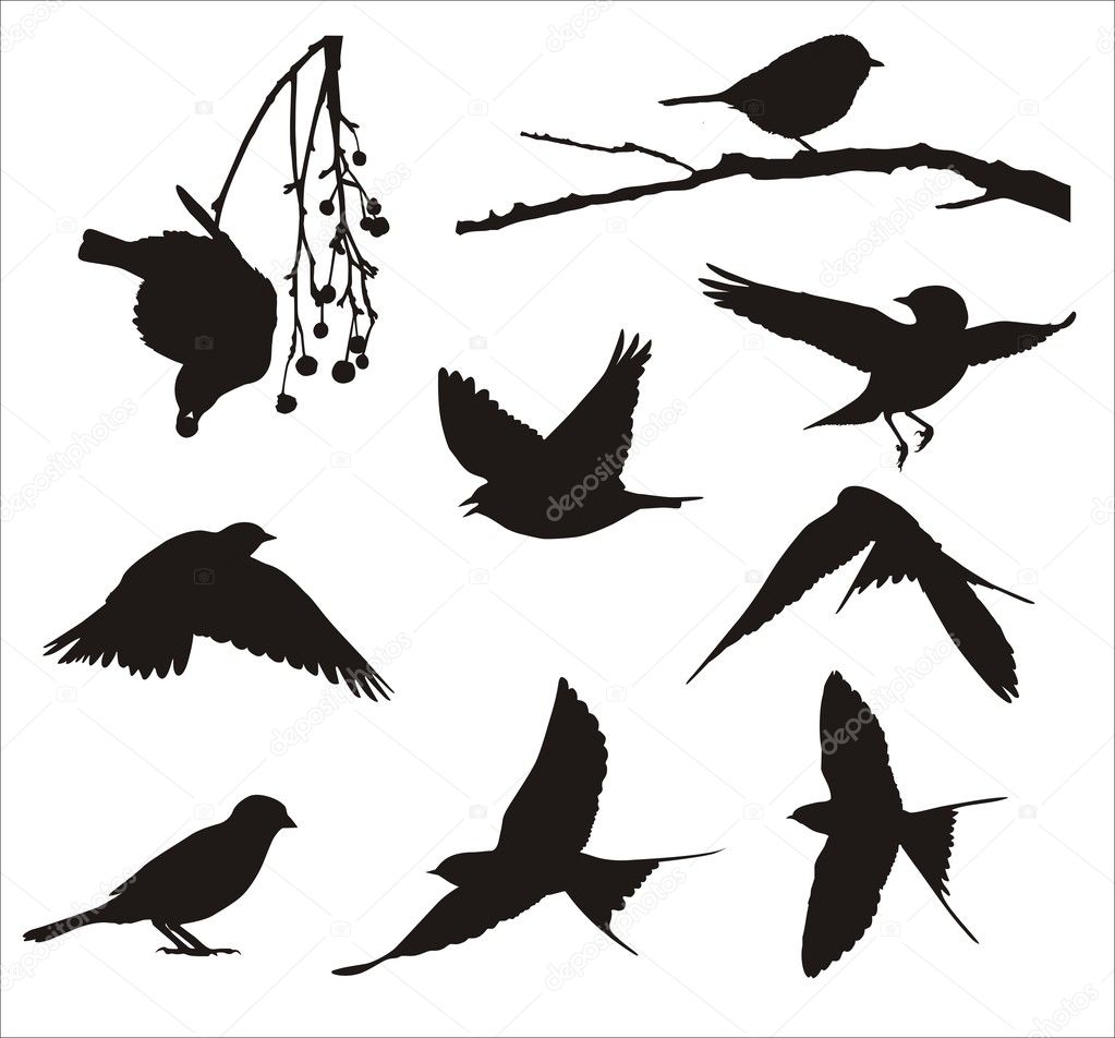 Song birds