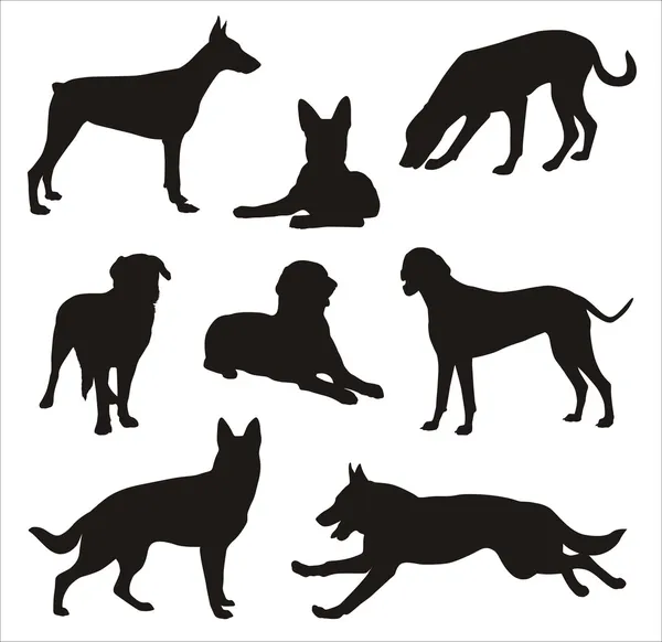 Köpekler silhouettes