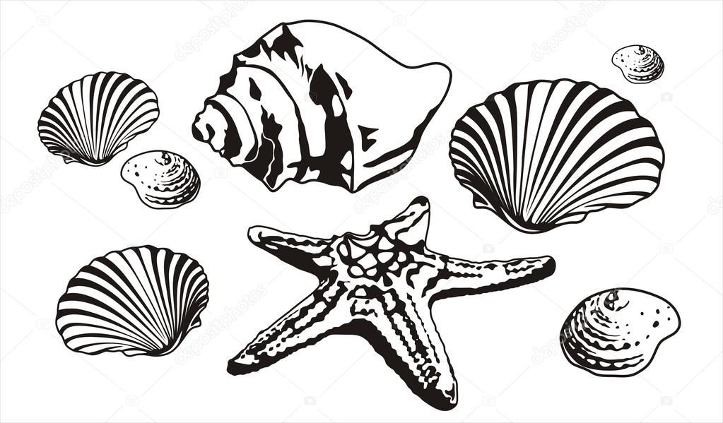 Sea shells and starfish silhouettes