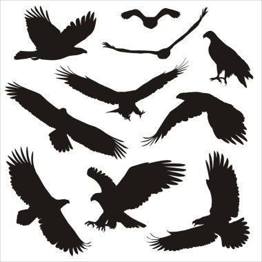 Bird of prey clipart