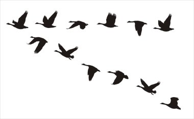 Flying canadian geese clipart