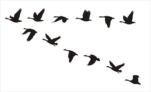 Oies canadiennes volantes — Image vectorielle