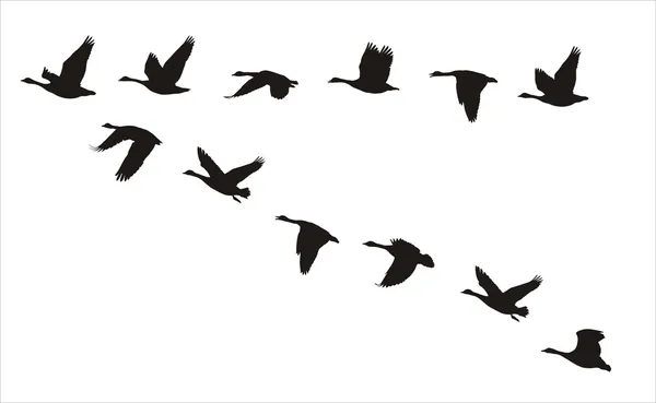 Flying canadian geese Royalty Free Stock Vectors
