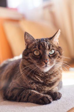 tekir kedi