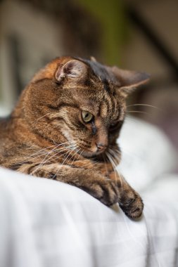 yatakta yatarken tekir kedi
