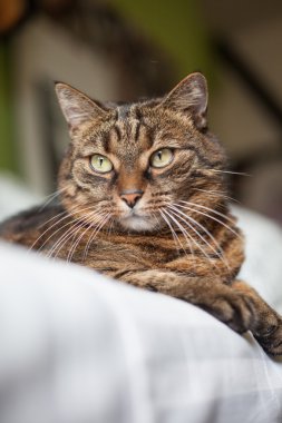 yatakta yatarken tekir kedi