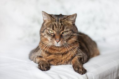 yatakta yatarken tekir kedi