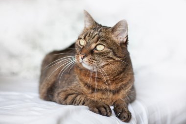 yatakta yatarken tekir kedi