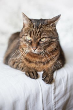 yatakta yatarken tekir kedi