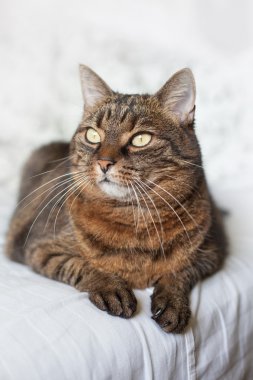 yatakta yatarken tekir kedi