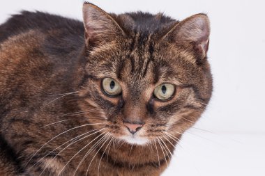 Tekir yetişkin kedi